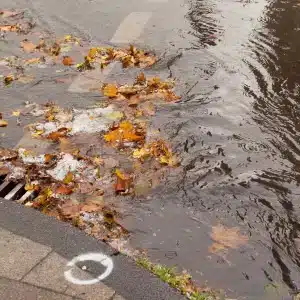 Leaves Clogging Sewer